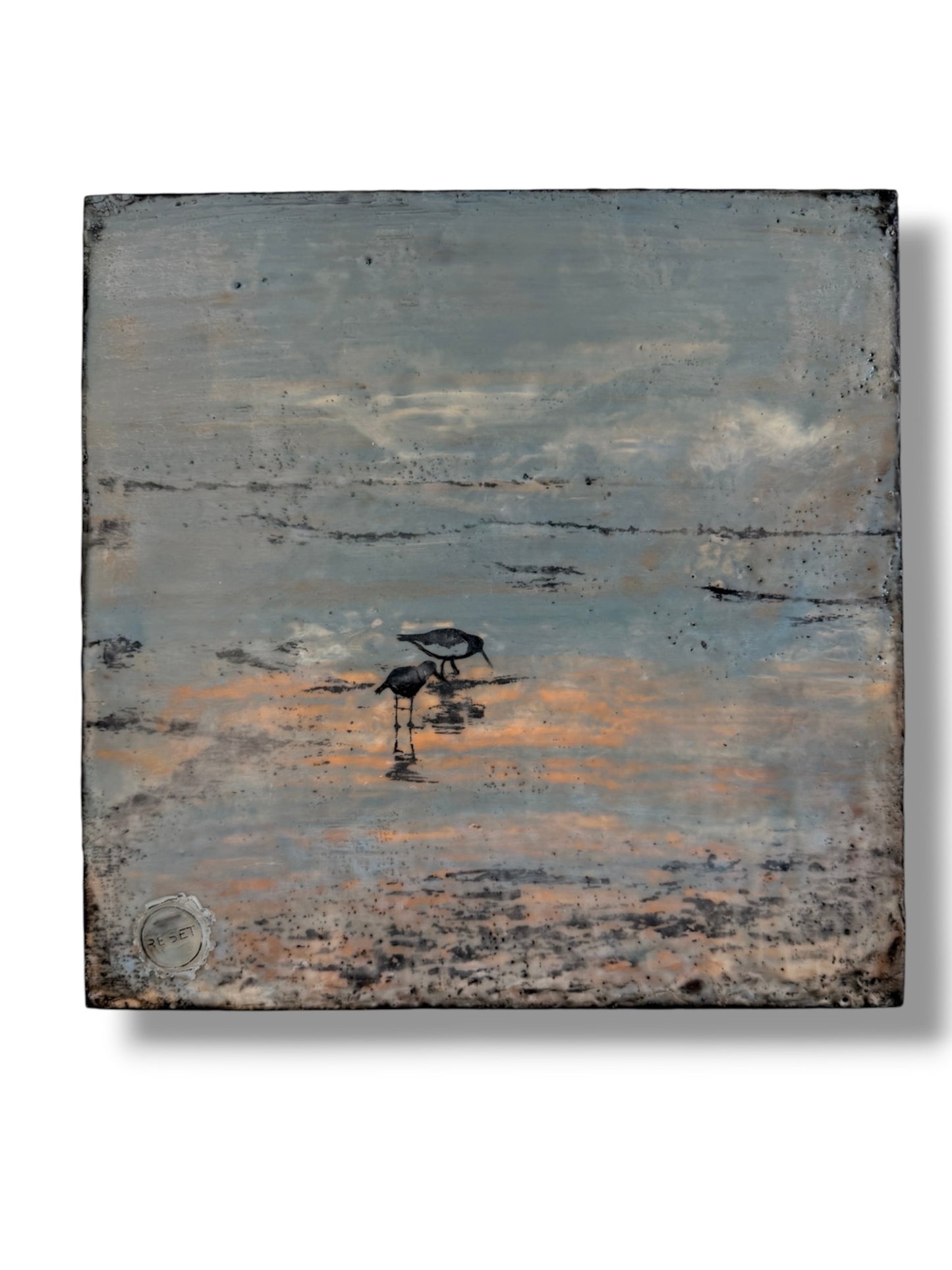Oyster catchers
