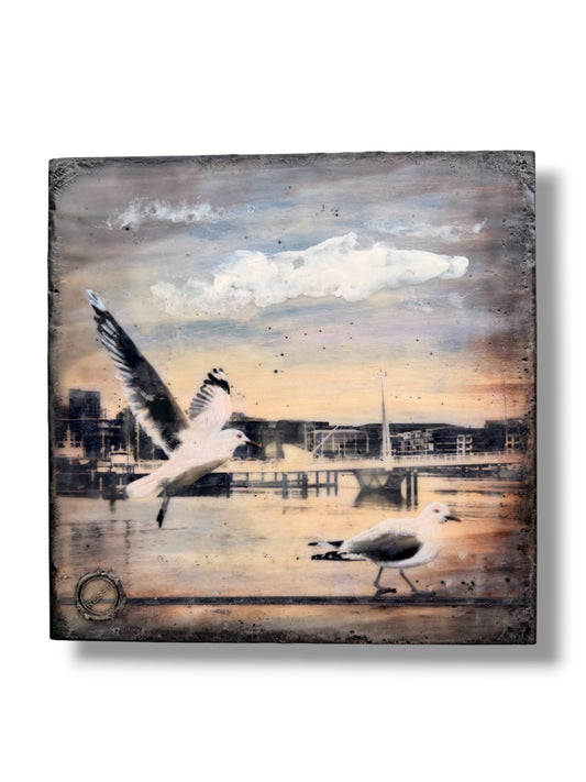 Auckland Gulls
